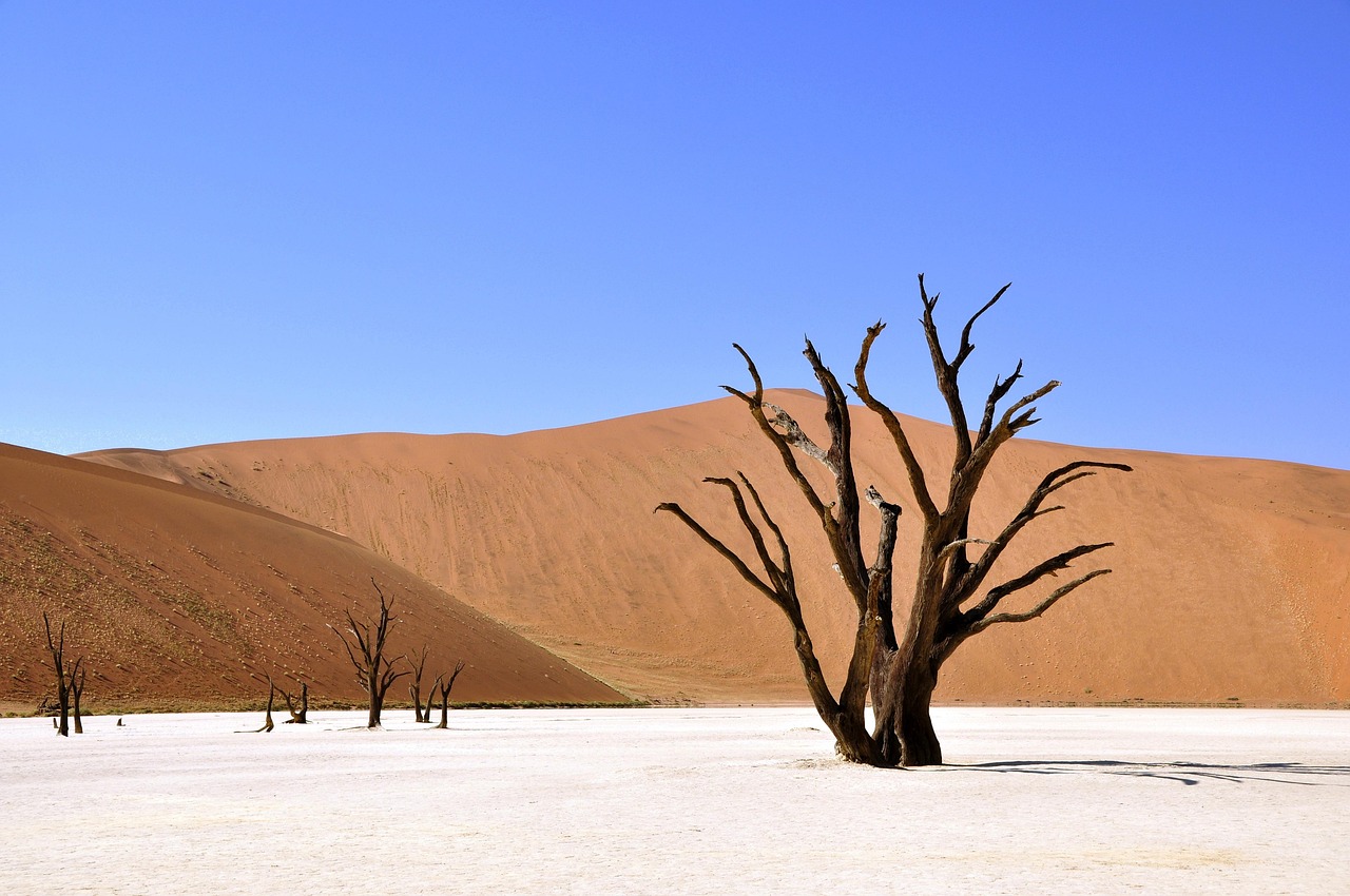 Dead camelthorn trees on the white clay pan of Deadvlei beneath red dunes