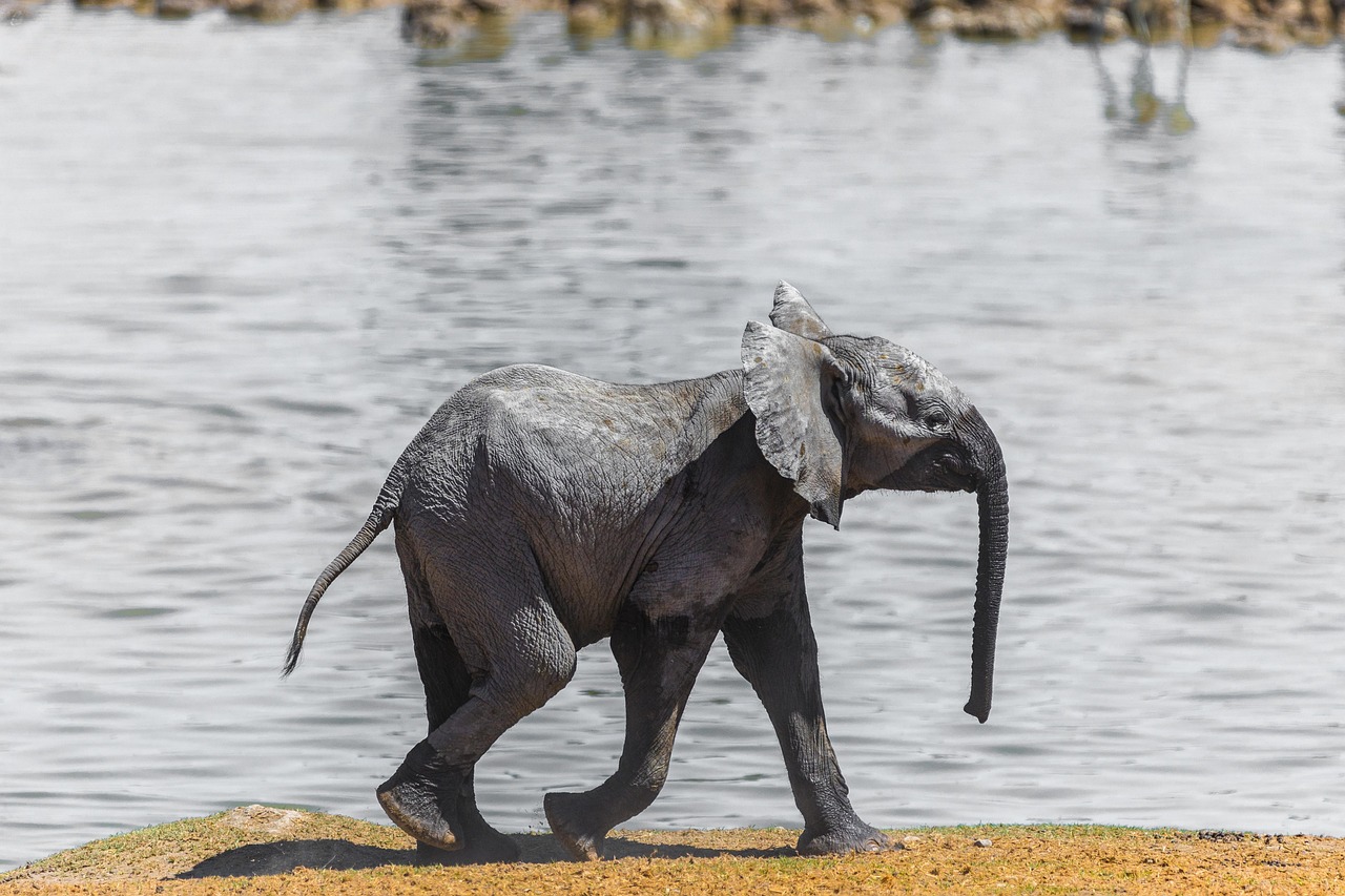 An elephant calf at an Etosha waterhole